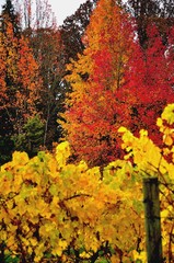 Autumn In The Vineyard