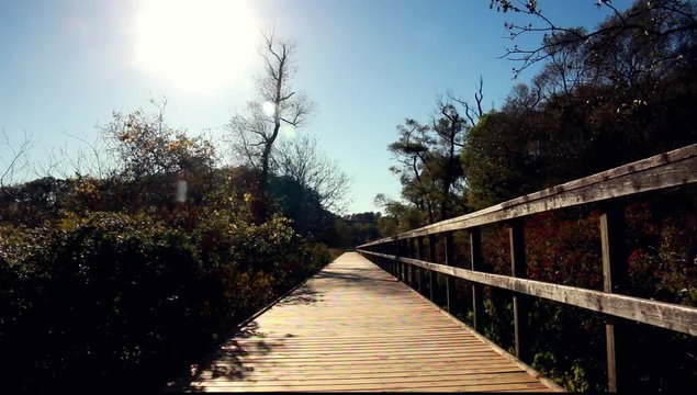 Boardwalk hiking trail under sun in Royal Botanical Gardens, Burlington, Ontario, Canada in autumn