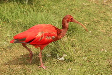 Scarlet ibis