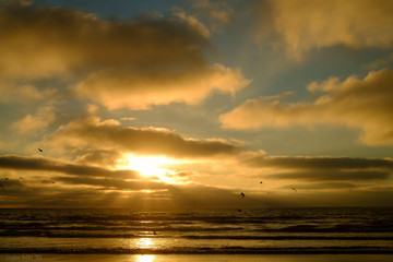 Naklejka premium Avian dawn