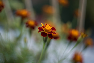 Red Orange Flowers Retro Style shot with shallow Dept of Field