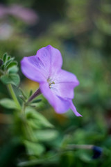 Purple Flowers Retro Style shots with shallow Dept of Field