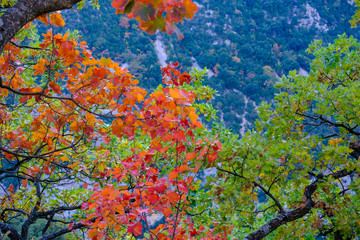 Paysage automnal, feuilles rouges sur les arbres