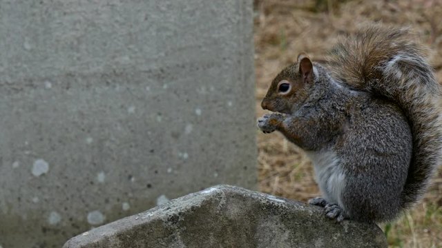 14278_A_small_squirrel_munching_a_food_on_his_hand.mov