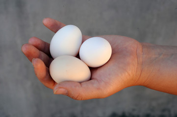 Eggs in the hands of farmers from white chickens of local breeds grown on an ecological farm using forage wheat, barley growing in an ecologically clean area