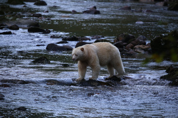 Spirit bear (Kermode bear) fishing in a salmon stream in the Great Bear Rain Forest of British Columbia, Canada