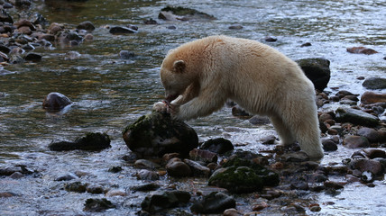 Spirit bear (Kermode bear) fishing in a salmon stream in the Great Bear Rain Forest of British Columbia, Canada