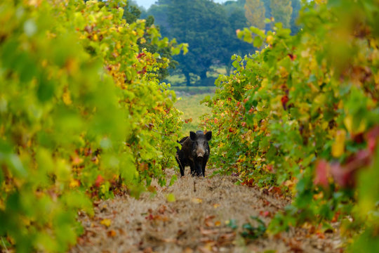 Le sanglier en face dans les vignes en automne.