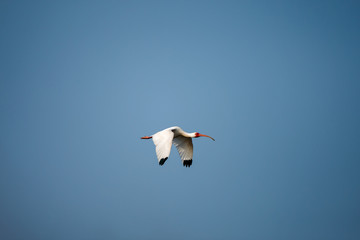 American White Ibis in Flight 2