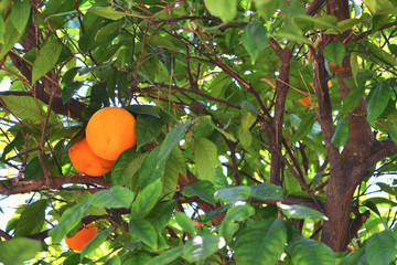 Ripe oranges on an orange tree in foliage