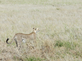 Tanzanie