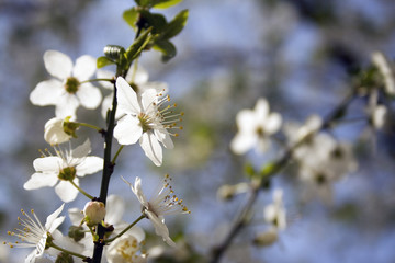 cherry blossom, cherry, blossom, spring, nature, branch, flowers, blooming, petal., macro, blossoming