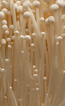 White Enoki Mushrooms
