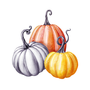 colorful pumpkins, Thanksgiving watercolor illustration, autumn harvest, botanical fall decor, festive clip art isolated on white background