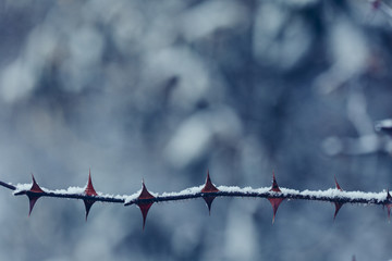 First snow of winter.