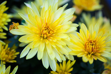 Colorful chrysanthemum close-up. Background of flowers