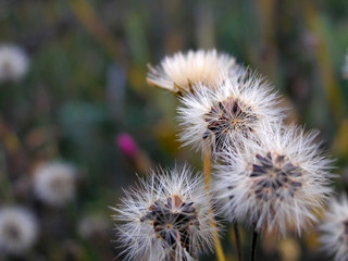 Pappus, close-up.