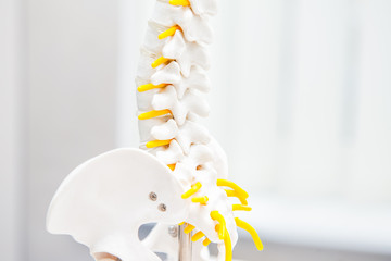 Close up human loins spine skeleton model. Medical clinic, education concept. Selective focus....