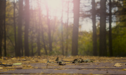 Sunny day in autumn forest