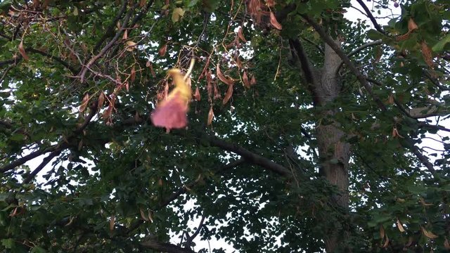 Herbstlaub, Blatt im Wind