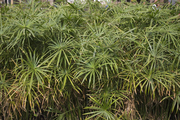 Papyrus plants