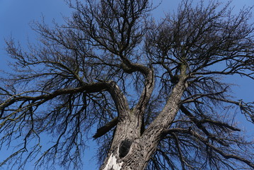 An old dry tree on the background of a blue sky