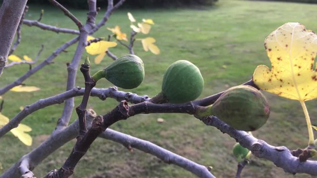 Feigen am Baum