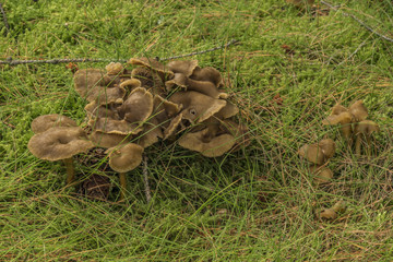 Brown mushrooms in green grass