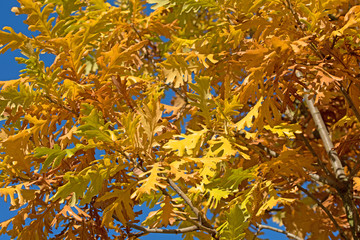 Eiche, Quercus, Herbst