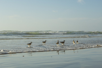 Fototapeta na wymiar Shorebirds