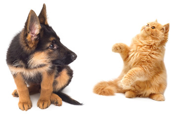 Persian kitten attacking the paws of German Shepherd puppy close-up isolated on a white background.  Set pets Dog and Cat are played