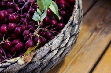 Ripe ashberry on a wooden table