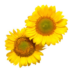 Two sunflowers isolated on white background. Flower bouquet. The seeds and oil. Flat lay, top view