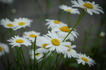 Fototapeta premium chamomile