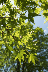 Spring Leaves