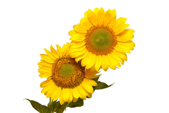 Two sunflowers isolated on white background. Flower bouquet. The seeds and oil. Flat lay, top view