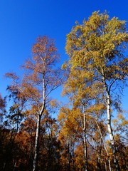 panorama autunnale alberi cielo natura azzurro