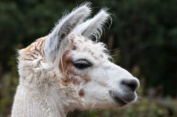 Alpaca