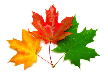 Autumn maple leaves isolated on white background. Falling foliage. Flat lay, top view, creative concept