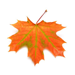 Autumn leaf maple isolated on white background. Falling foliage. Flat lay, top view, creative concept