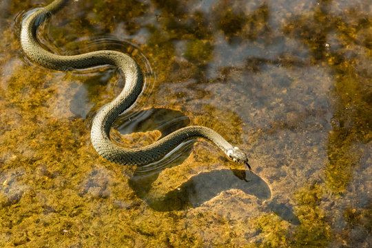 swimming snake