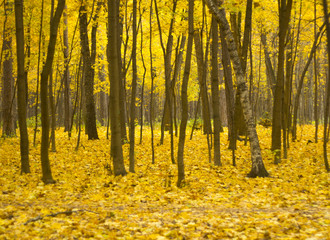 Obraz premium October in park. Golden foliage and a thick layer of fallen leaves on the ground