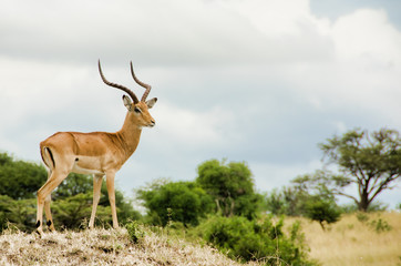 Naklejka na ściany i meble Serengeti gazelle
