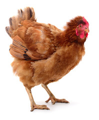 Brown hen isolated.