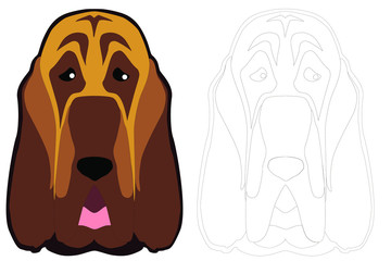 Bloodhound dog breed muzzle - obrazy, fototapety, plakaty