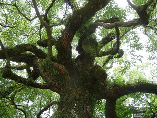 奇妙にねじれた枝を広げる老楠を仰ぎ見る(山口県)
