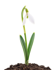 Snowdrop on white.