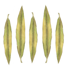 Abstract watercolor oleander leaves on white. Can be used for web pages, identity style, printing, invitations, banners