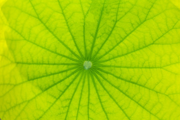 Lotus leaves background green leaves.