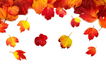 Autumnal leaves of the viburnum yellow and red isolated on white background. Guelder rose. Flat lay, top view